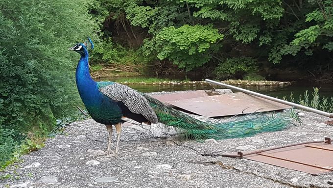 Insolite! 
Un paon échappé sur les bassins!